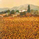 Late Summer  Tuscany