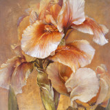 Golden Iris