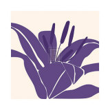 Lily Purple