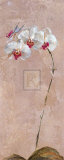 Contemporary Orchid II