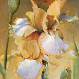 Golden Iris II