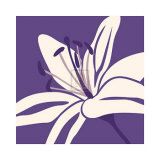 Lily White