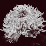 Chrysanthemum