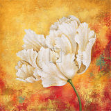 Peony Dawn I
