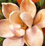Magnolia Glow II