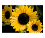Seeing Sunflowers