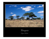 Wildebeests on the Savanna  Tanzania