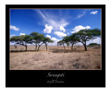 The Serengeti