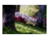 Soft Park