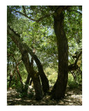 Trees Natural Lines