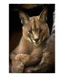 Lynx