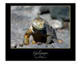 Galapagos Iguana