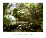 Maunawili Trail Jungle Stream  Hawaii