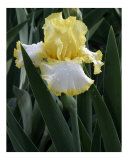 Iris Bloom