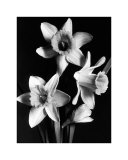 Daffodils