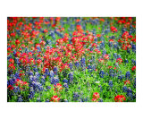Paintbrush &Bluebonnets