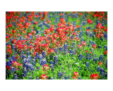 Paintbrush &Bluebonnets