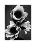 White Water Lily
