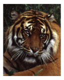 511 - Watchful Tiger