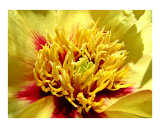 Yellow Dahlia