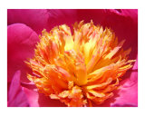 Peony