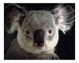 512 - Koala