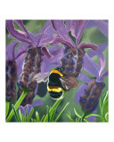 Bumblebee