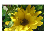 One Yellow Daisy