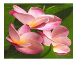 Plumeria Trio