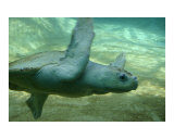 Sea Turtle