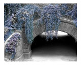 Winter In Central Park