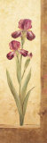 Grandiflora II