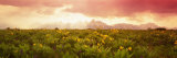 Grand Teton Park  Wyoming  USA