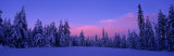 Forest in Winter  Dalarna  Sweden