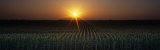 Sunrise  Crops  Farm  Sacramento  California  USA