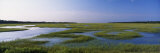 Salt Marsh  Florida  USA
