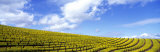 Mustard Fields  Napa Valley  California  USA
