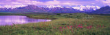 Denali National Park  Alaska  USA