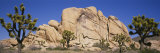 Low Angle View of Trees and Rocks in a Park  Joshua Tree National Monument  California  USA