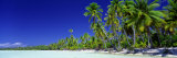 Beach with Palm Trees  Bora Bora  Tahiti