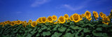 Field of Sunflowers  Bogue  Kansas  USA
