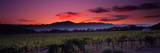 Vineyard at Sunset  Napa Valley  California  USA