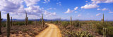 Road  Saguaro National Park  Arizona  USA