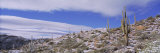 Panoramic View of a Landscape  Saguaros  Tonto National Forest  Arizona  USA