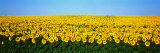 Sunflower Field  North Dakota  USA