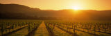 Vineyard  Napa Valley  California  USA