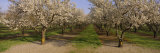 Trees in a Row  Almond Tree  Sacramento  California  USA
