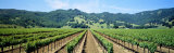 Napa Valley Vineyards Hopland  CA