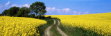 Canola  Farm  Yellow Flowers  Germany
