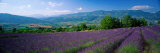 Flowers in Field  Lavender Field  La Drome Provence  France